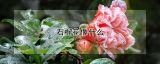 石榴花像什么