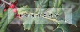 枸骨是什么植物