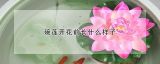 碗莲开花前长什么样子