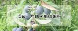 蓝莓一年四季都结果吗