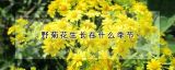 野菊花生长在什么季节