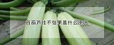 西葫芦挂不住果是什么原因