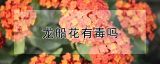 龙船花有毒吗