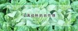 小满成熟的农作物