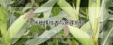 玉米种植技术与管理施肥