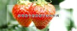 草莓种子的种植方法和时间