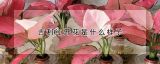 吉利红开花是什么样子