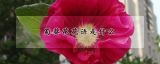 蜀葵花花语是什么