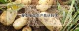 春季土豆高产栽培技术