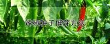 辣椒种子催芽方法