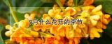 9月什么花开的季节