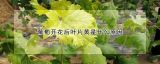 葡萄开花后叶片黄是什么原因