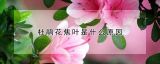 杜鹃花焦叶是什么原因