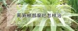 莴笋根部腐烂怎样治