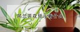 吊兰开花预示着什么