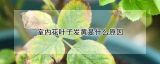 室内花叶子发黄是什么原因