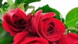 什么颜色玫瑰花代表什么意思