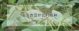 南方赤豆什么时候种