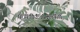 龟背竹怎么长得高