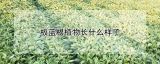 板蓝根植物长什么样子