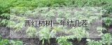 西红柿树一年结几茬