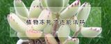 植物冻死了还能活吗