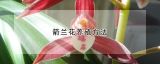 箭兰花养殖方法