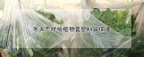 冬天怎样给植物套塑料袋保暖