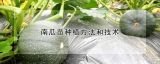 南瓜苗种植方法和技术