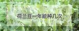 荷兰豆一年能种几次