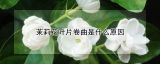 茉莉花叶片卷曲是什么原因