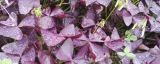 紫色三叶草能水培么