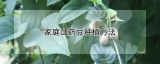 家庭山药豆种植方法