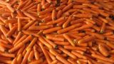胡萝卜怎么种植方法视频教程