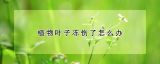 植物叶子冻伤了怎么办