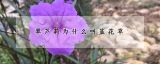 翠芦莉为什么叫蓝花草