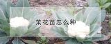 菜花苗怎么种