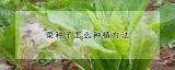 菜种子怎么种植方法