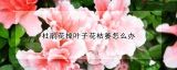 杜鹃花掉叶子花枯萎怎么办