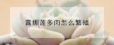 露娜莲多肉怎么繁殖