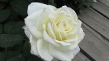 十九朵白玫瑰的寓意