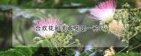 合欢花和芙蓉花是一种吗