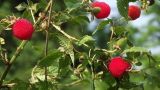 树莓是什么