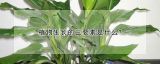 植物生长的三要素是什么?