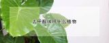 去甲醛味用什么植物