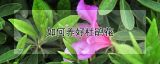 如何养好杜鹃花