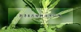 荆芥8月份种还可以吗