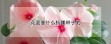 花是靠什么传播种子的