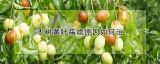 枣树黄叶病啥原因如何治
