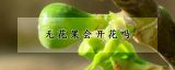 无花果会开花吗